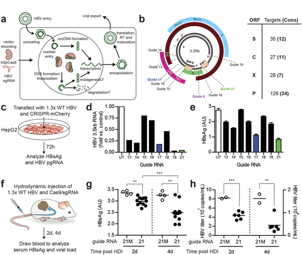 攻克乙肝不是梦，基因编辑靶向“剪切”乙肝病毒