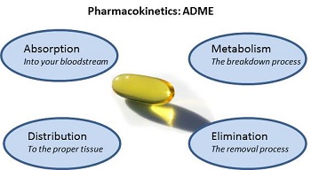 毒代动力学的吸收、分布、代谢、排泄