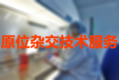 原位杂交HJC黄金城平台