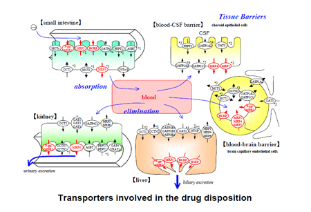 药物转运体在药物吸收、分布、代谢、排泄中的作用