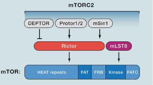 mTORC2的组成蛋白主要有Rictor、mSin1、mSLT8和Protor等