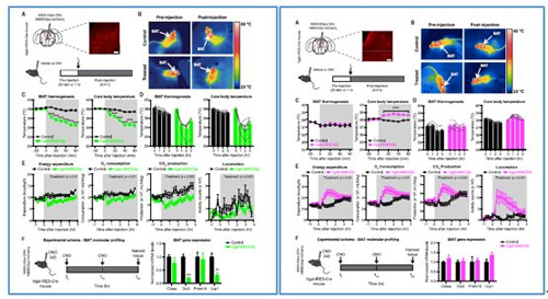 对神经元的激活会减少棕色脂肪产能，减少身体活动，从而抑制能量的消耗；相反，抑制神经元会提高能量的消耗。