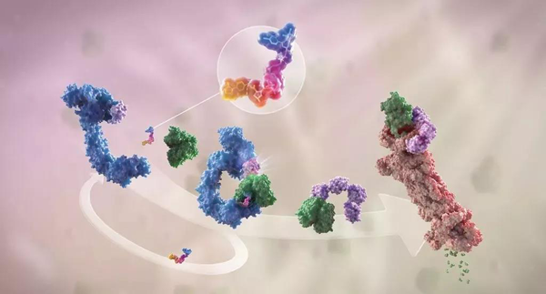 蛋白降解剂（多色）结合了1个靶蛋白（绿色）和1个E3泛素连接酶（蓝色），驱动基于蛋白酶体（橙色）的靶蛋白泛素化（紫色）和降解。