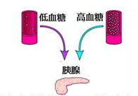调节血糖稳态，GK负重前行