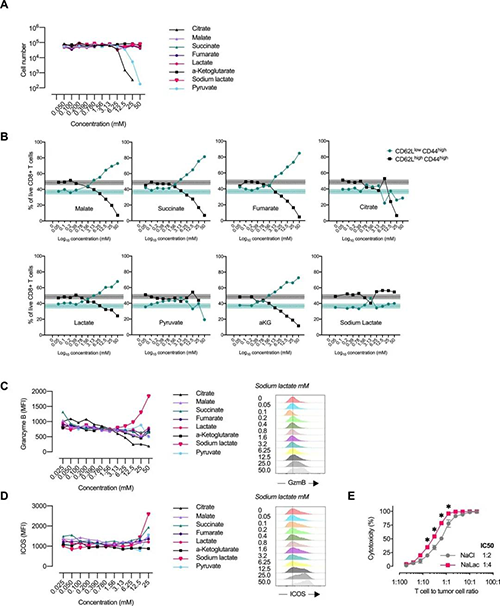 中央碳代谢物会改变CD8 + T细胞效应子的分布（来源：e Life）