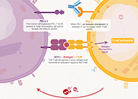 饿了吗？饿一饿原来可以辅助PD-1抑制剂肿瘤免疫治疗