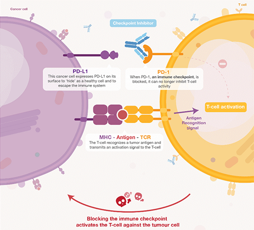 饿了吗？饿一饿原来可以辅助PD-1抑制剂肿瘤免疫治疗 