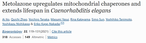 来自日本大阪市立大学的科学家搜索了现有药物的化学“文库”，他们发现一种名为美托拉宗的抗高血压药可延长秀丽隐杆线虫的寿命，标志着抗衰老药物开发的第一步