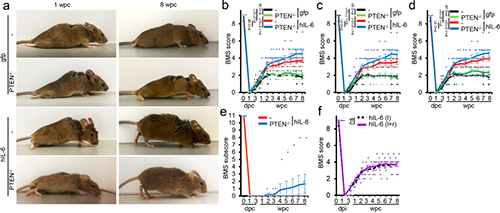 Hyper-IL-6促进功能恢复(来源：Nature)