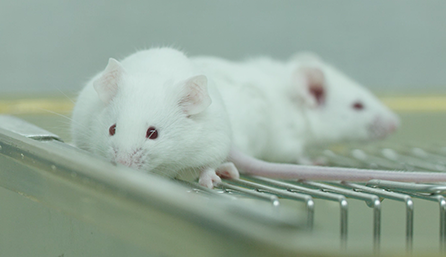 HJC黄金城平台临床前研究-药效学、药代动力学和临床前研究服务