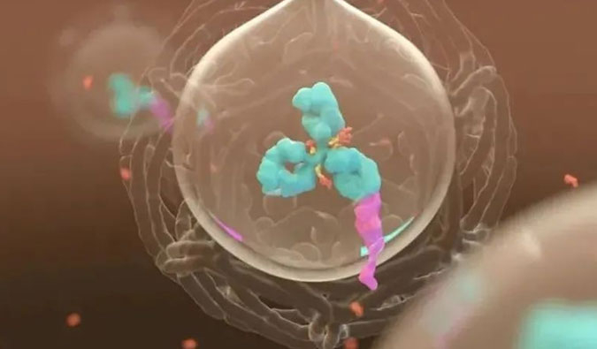 美研 | ADC，为靶向给药而精准深耕