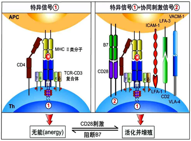 HJC黄金城平台助力 | 国内CD19×CD3×CD28三特异性抗体获FDA默示许可