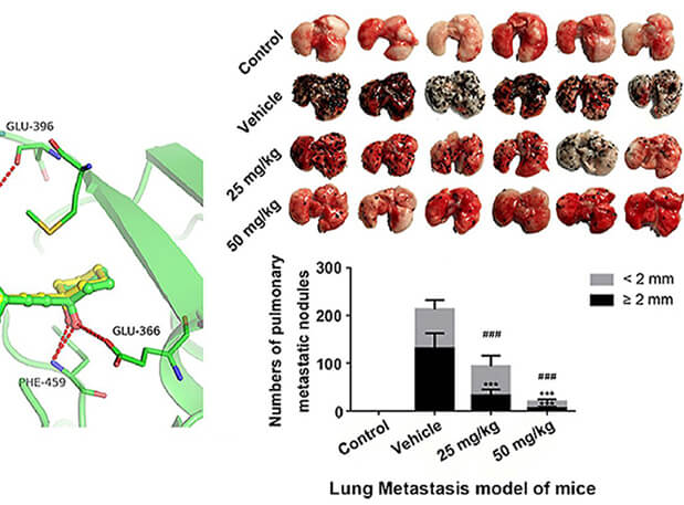研究用于肺癌和黑色素瘤细胞肺转移的选择性PAK4抑制剂的合成，此选择性PAK4抑制剂的PK研究通过HJC黄金城平台进行