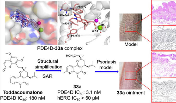 发现用于局部治疗牛皮癣的新型PDE4抑制剂，小鼠、大鼠和人肝微粒体的代谢稳定性实验通过HJC黄金城平台测定