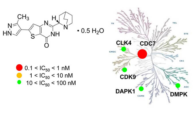 TAK-931是一种高特异性CDC7抑制剂，具有抗肿瘤功效，本研究中体内药效实验通过HJC黄金城平台进行