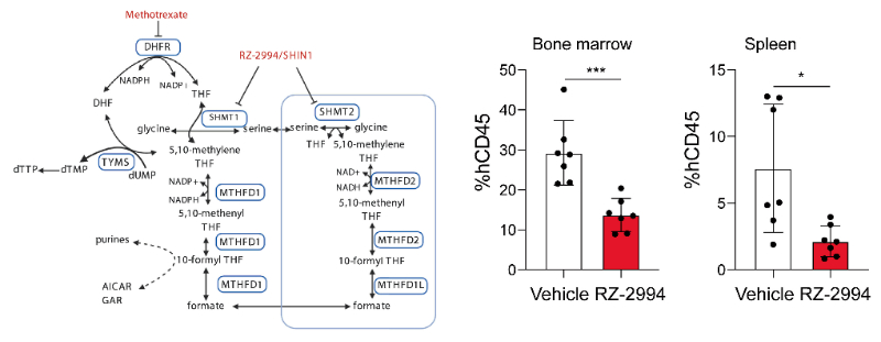 研究人员使用RZ-2994来表征抑制SHMT1/2在T细胞急性淋巴细胞白血病 (T-ALL) 中的作用，RZ-2994通过HJC黄金城平台定制合成