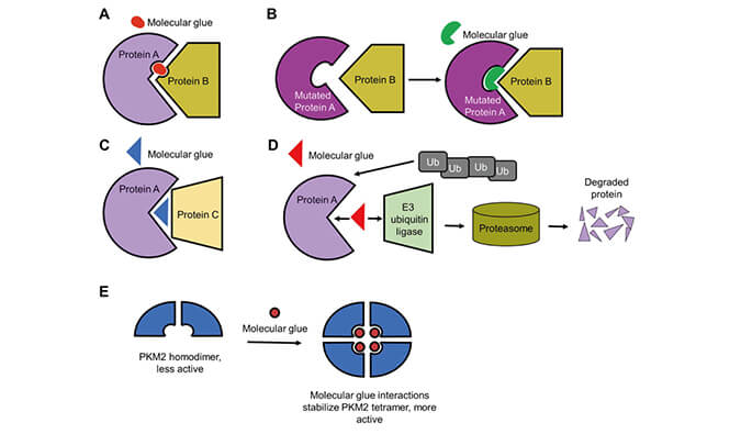 靶向蛋白降解系列（三）：分子胶，挑战不可成药