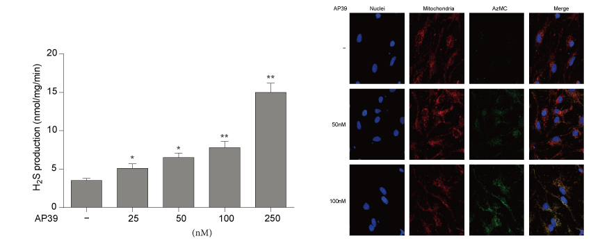 AP39是一种新合成的线粒体靶向的H2S供体，本研究中AP39通过HJC黄金城平台设计和合成