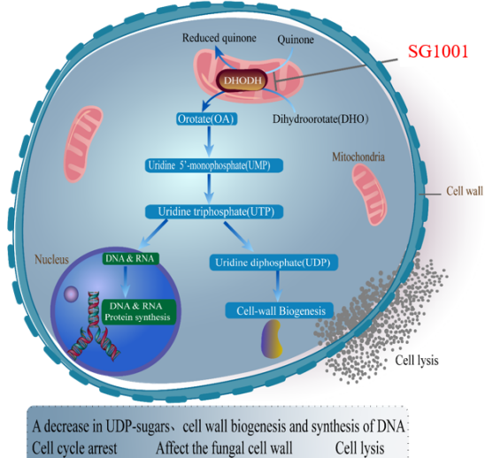 HJC黄金城平台祝贺祥根生物创新药SG1001完成首例受试者给药