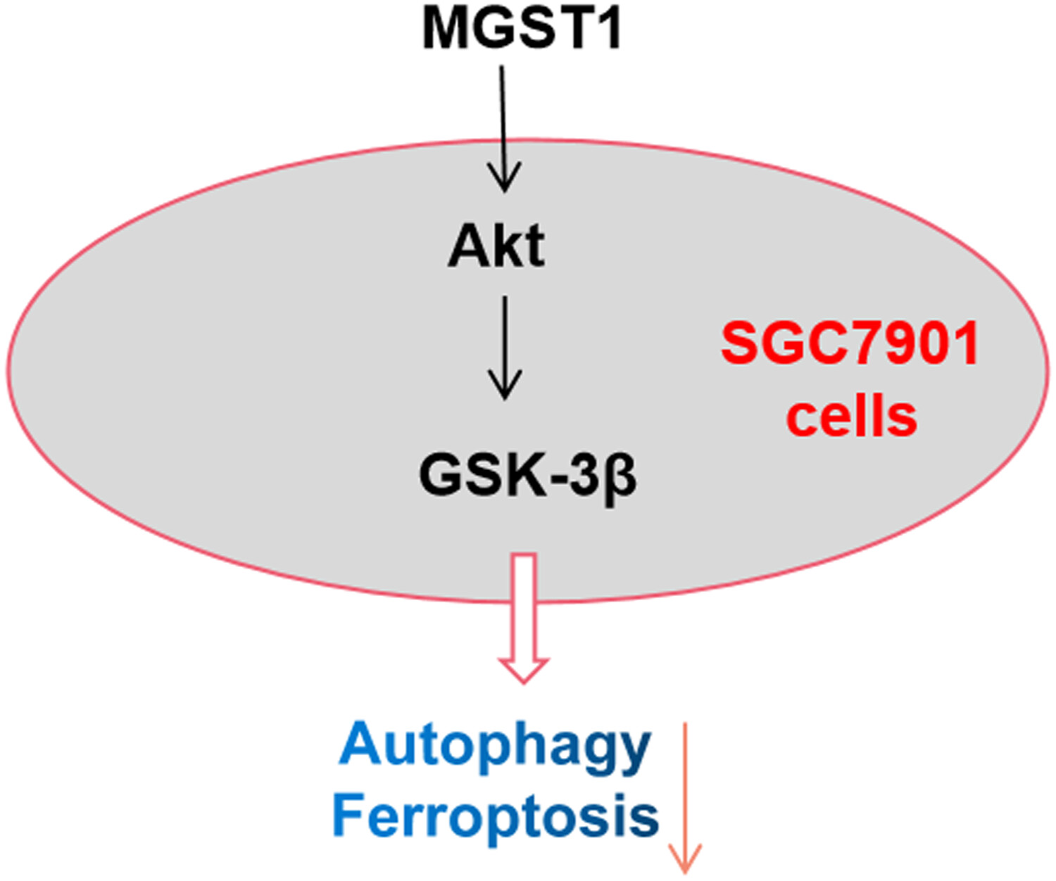 MGST1过表达通过激活Akt/GSK-3β信号通路诱导胃癌细胞增殖，本研究中MGST1过表达等体外实验通过HJC黄金城平台进行