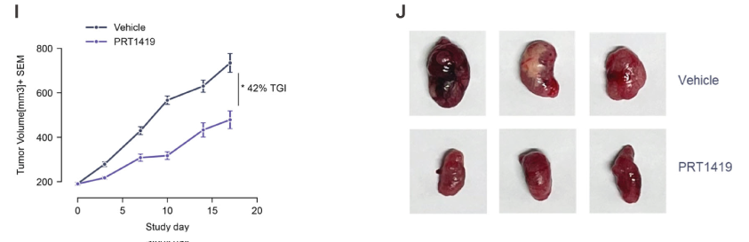 MCL1抑制剂在多种实体瘤和血液肿瘤模型中显示抗肿瘤效果，本研究中药效实验通过HJC黄金城平台进行