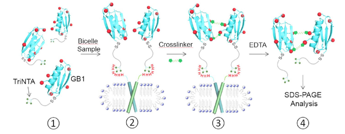 跨膜结构域寡聚体的结构测定新方法，其中TriNTA通过HJC黄金城平台合成