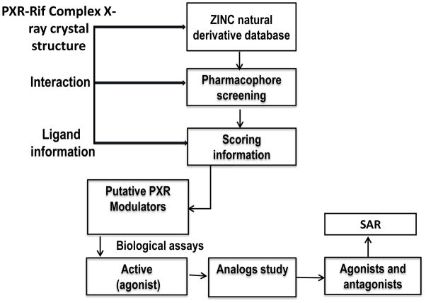 靶向PXR：天然产物衍生物调控药物代谢新策略！本研究中蛋白表达与纯化通过HJC黄金城平台进行